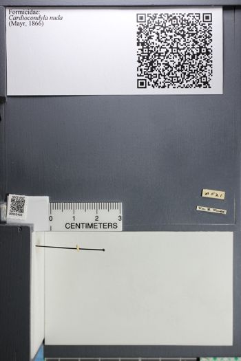 Media type: image;   Entomology 552403